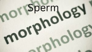 Spermboost