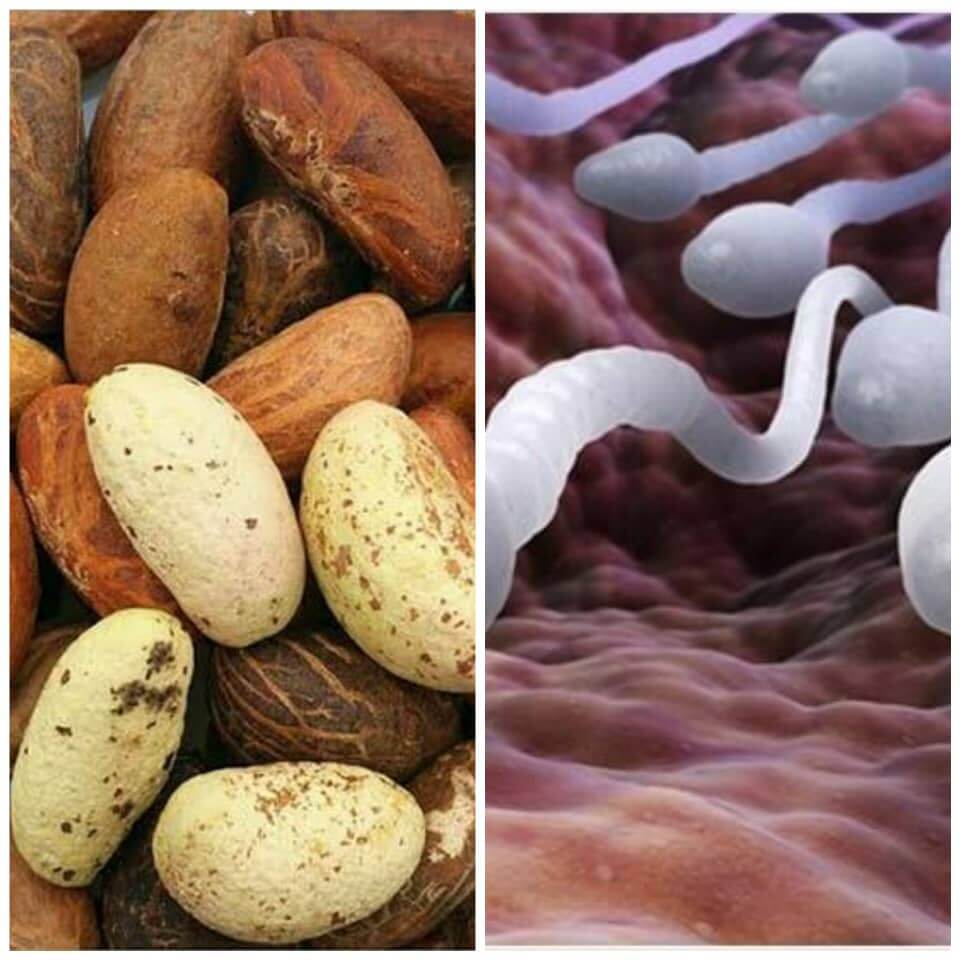 Effect Of Bitter Kola On Sperm Thenaturehill Home Of Natural Supplements