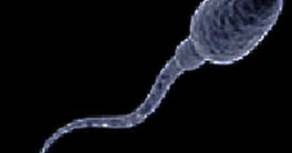 Sperm morphology tests species