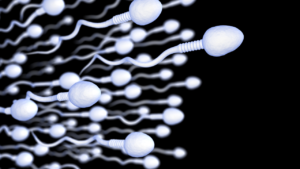 Sperm Motility