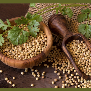 coriander