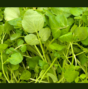 watercress