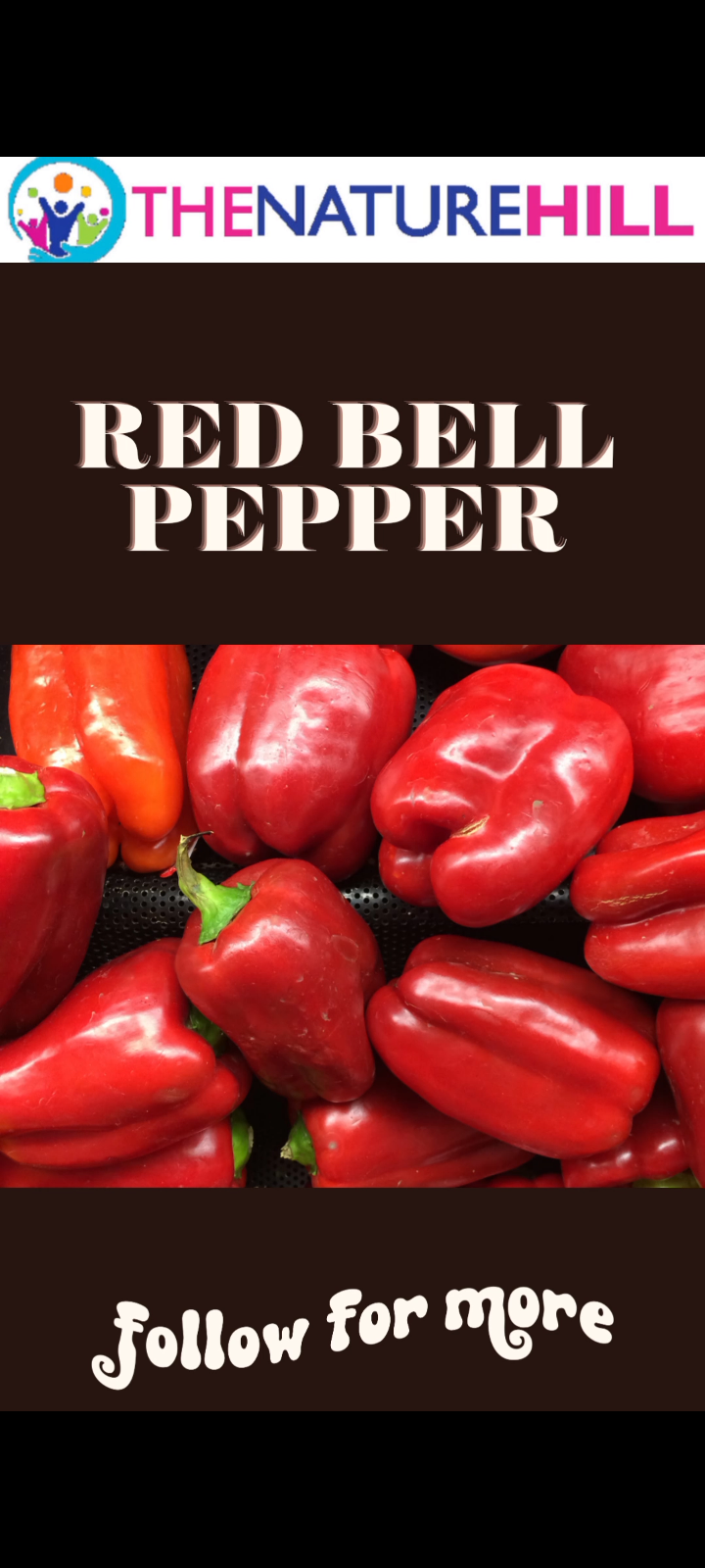 Red Bell Pepper A NutrientPacked Delight (With Video)